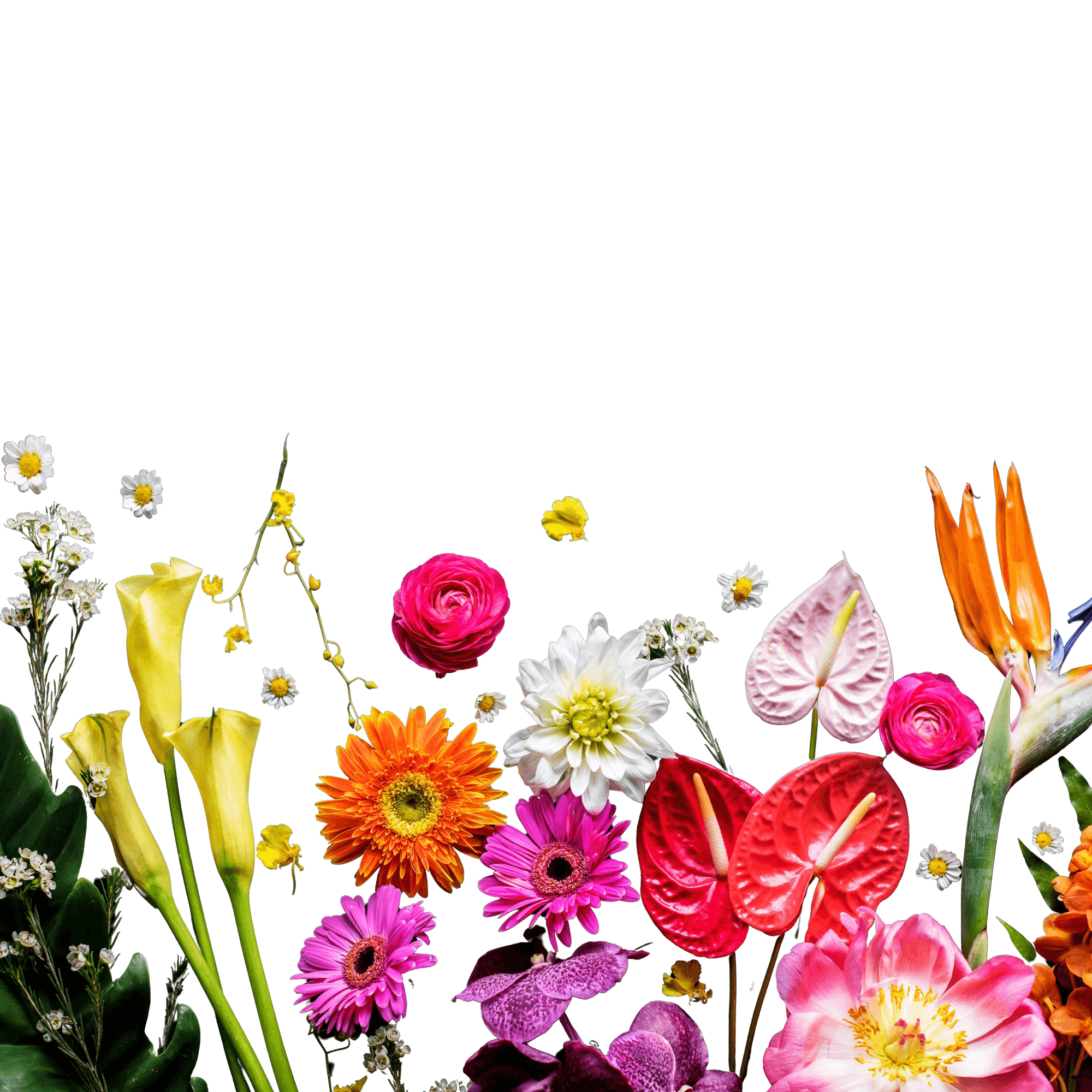 A field of colorful cut flowers