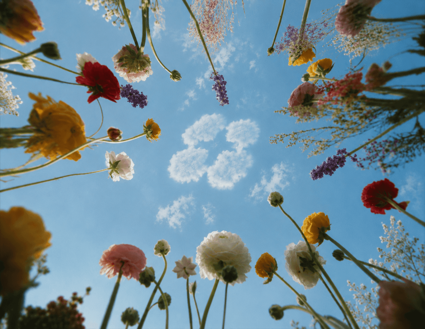 Flowers framing the sky