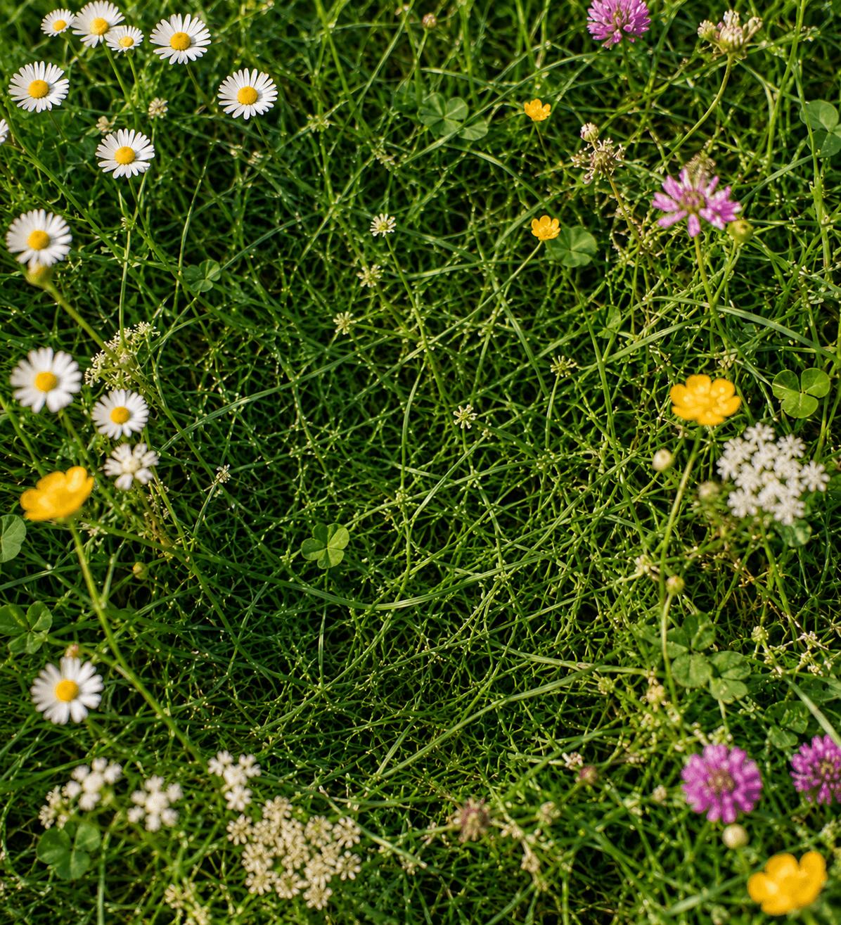 Flowers framing a bright blue sky